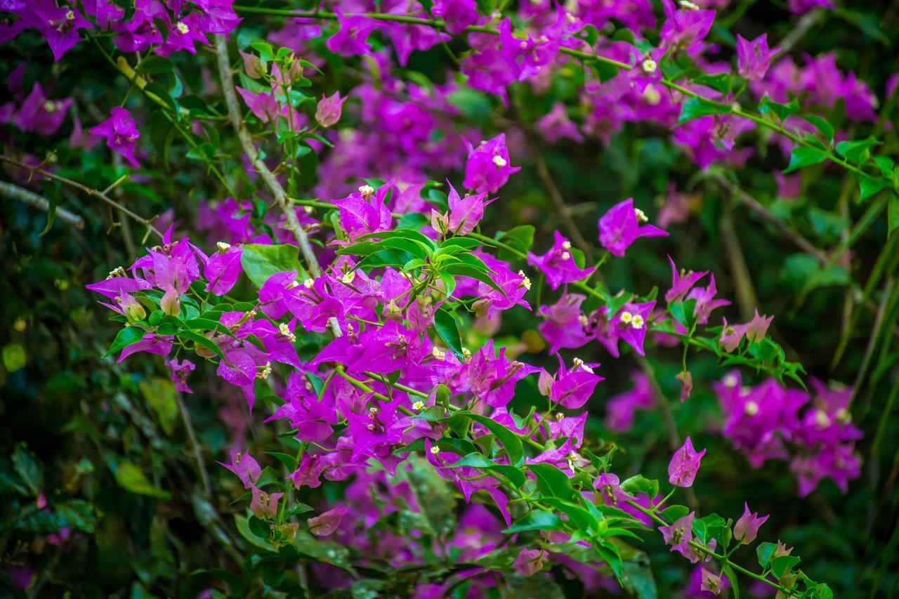 The Goddess Garden Eco-Resort Cahuita Ngoại thất bức ảnh